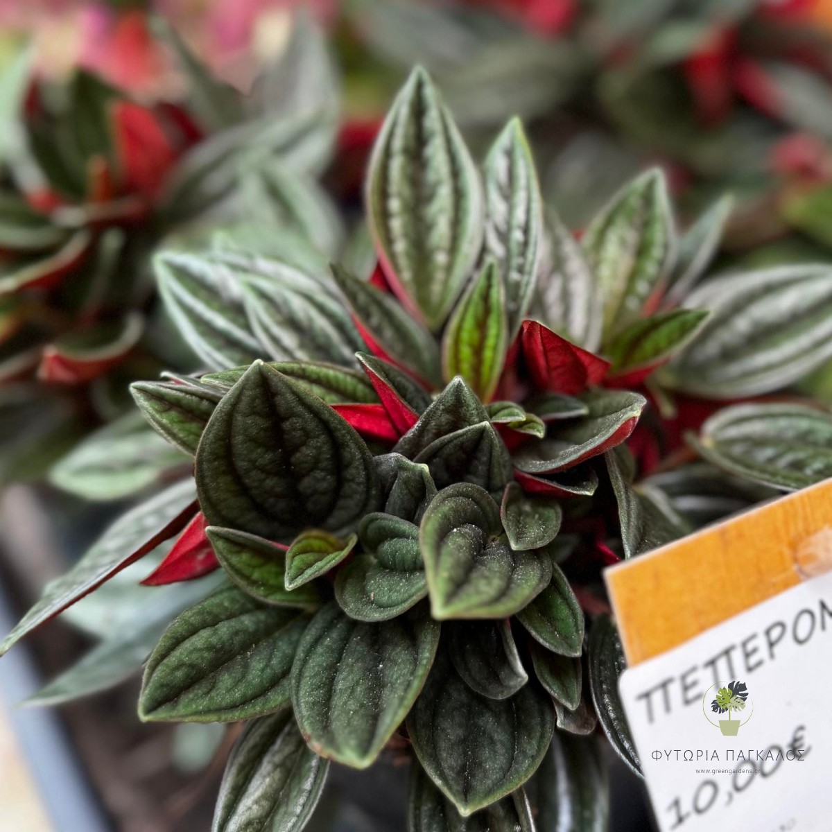 Peperomia Rosso | Πεπερόμια με Κόκκινο & Πράσινο Φύλλωμα - 2